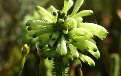 The Life of a Pollinator