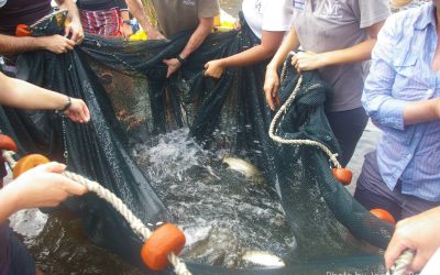 Fish netting like a novice