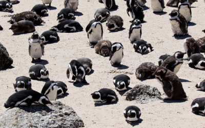 Penguin Awareness Day 2020